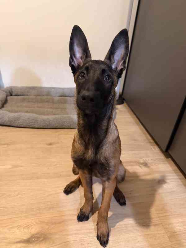 Štěně belgického ovčáka  - foto 1