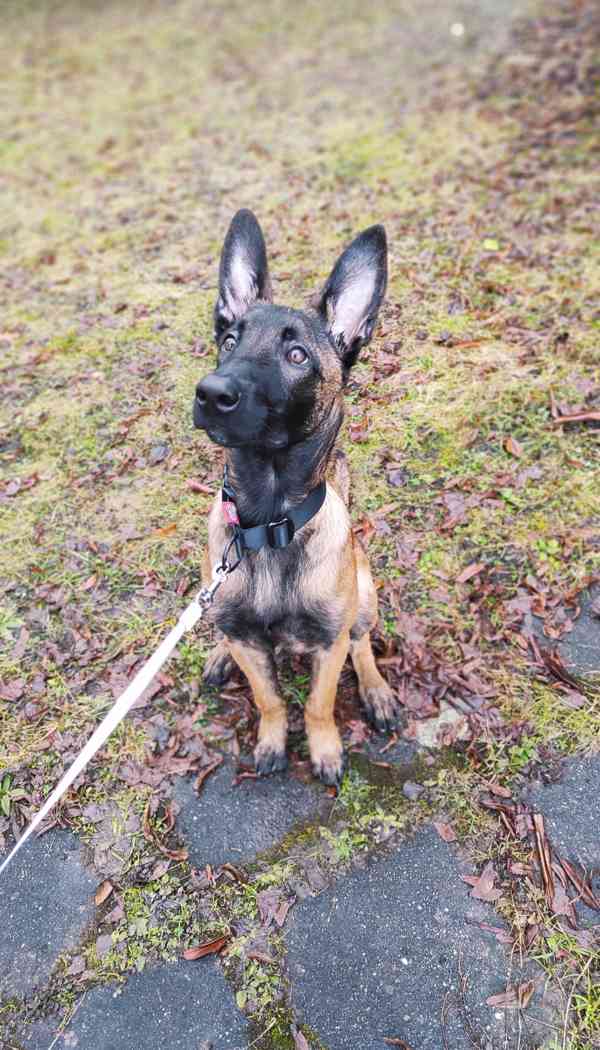 Štěně belgického ovčáka  - foto 3