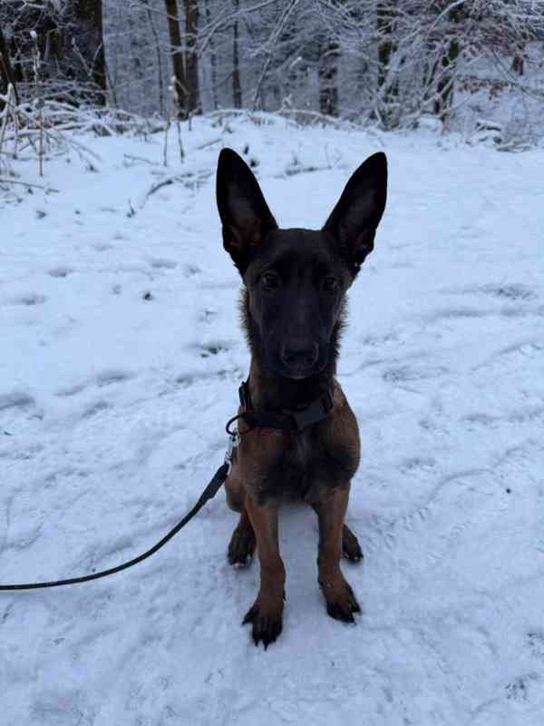 Štěně belgického ovčáka  - foto 9