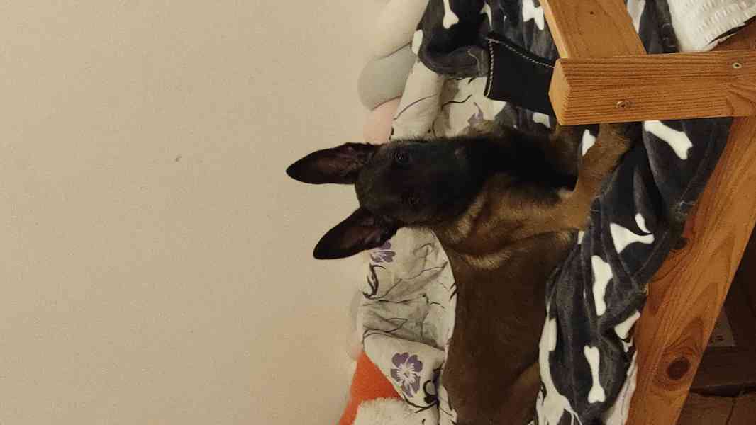 Štěně belgického ovčáka  - foto 6