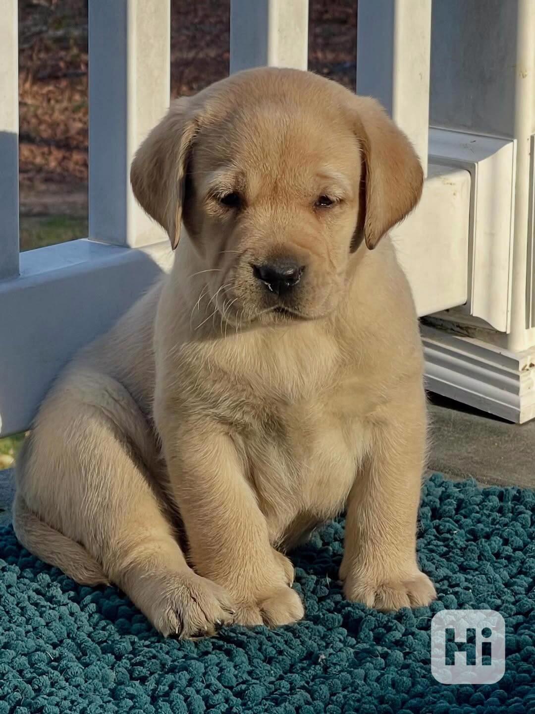 Štěňata labradorského retrívra na prodej. - foto 1