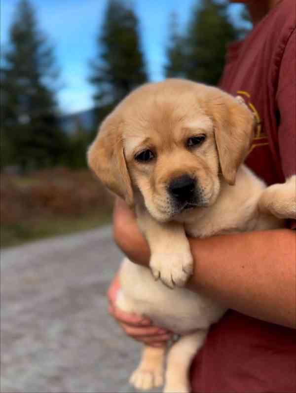 Štěňata labradorského retrívra na prodej. - foto 4