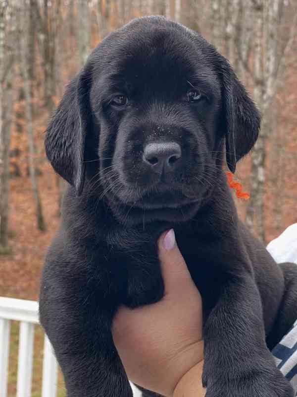 Štěňata labradorského retrívra na prodej. - foto 2