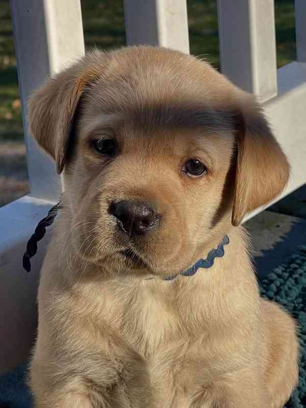 Štěňata labradorského retrívra na prodej. - foto 3