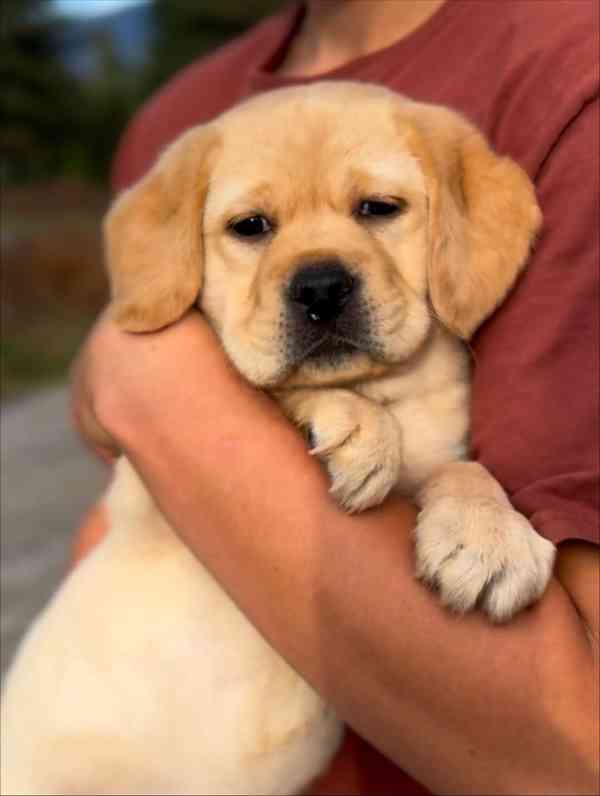 Štěňata labradorského retrívra na prodej. - foto 5