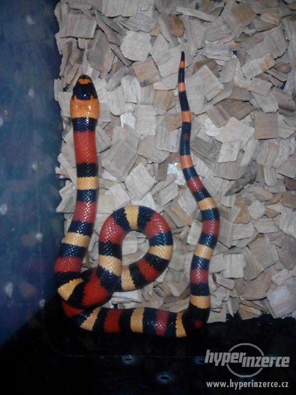 Prodám Apricot Lampropeltis triangulum campbelli - foto 2