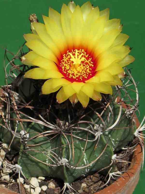 Kaktus Astrophytum capricorne hrubé trny - semena - foto 1