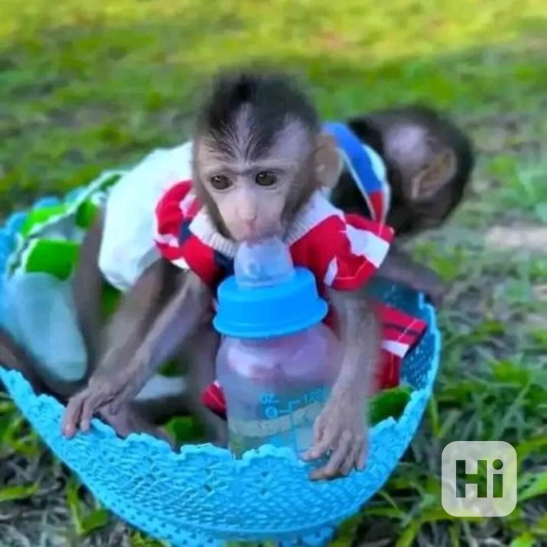 K dispozici samci a samice kapucínských opic - foto 1