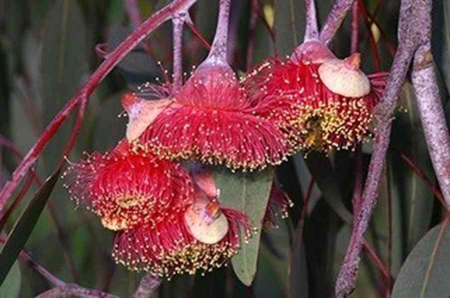 semena Eucalyptus Caesia