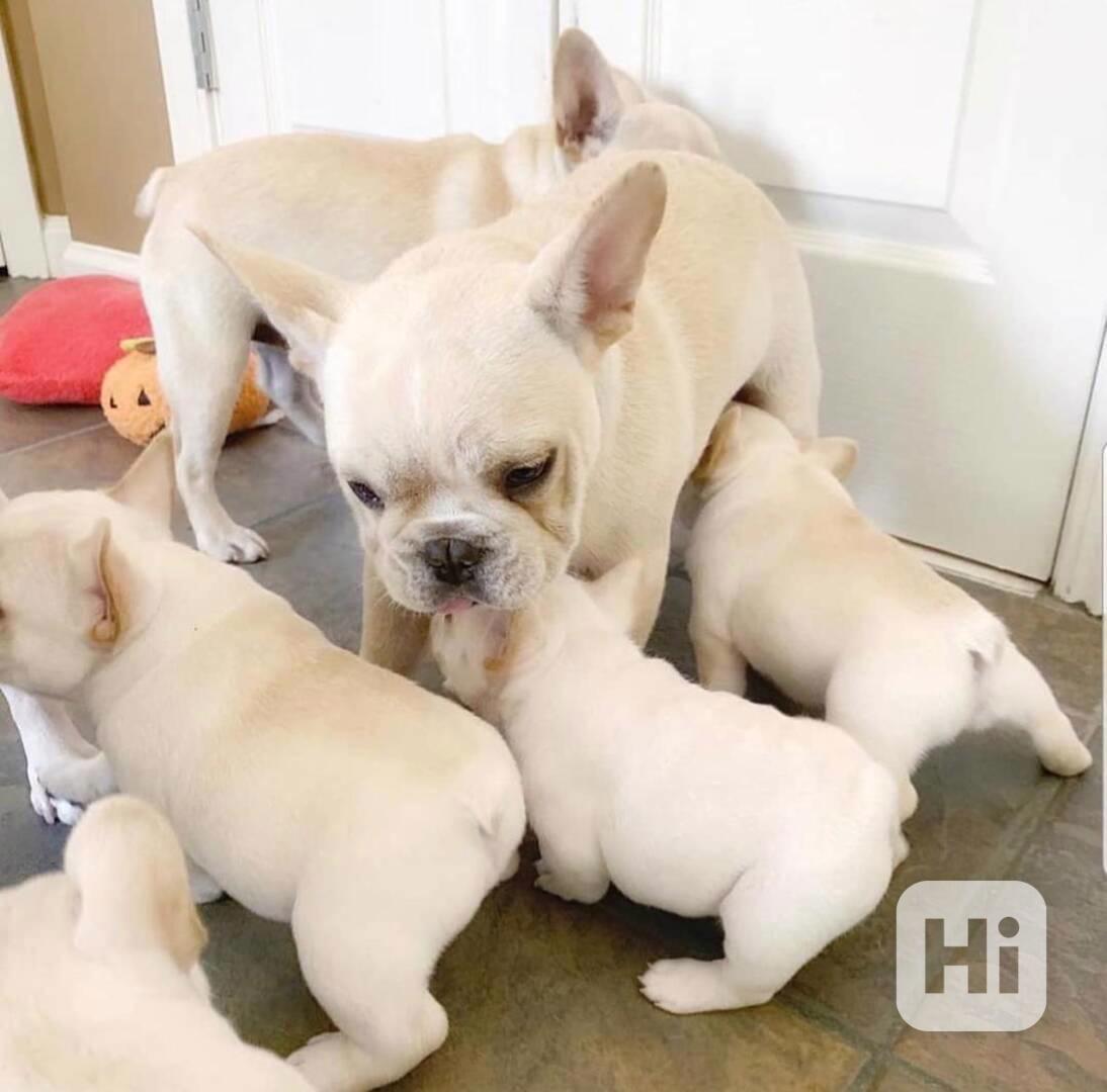Dobře vycvičená štěňata francouzského buldoka na prodej - foto 1