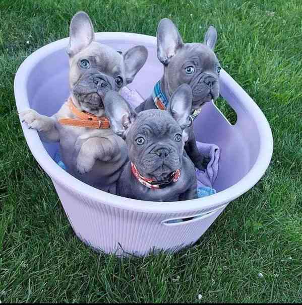 Dobře vycvičená štěňata francouzského buldoka na prodej - foto 2