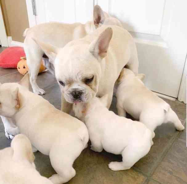 Dobře vycvičená štěňata francouzského buldoka na prodej - foto 1