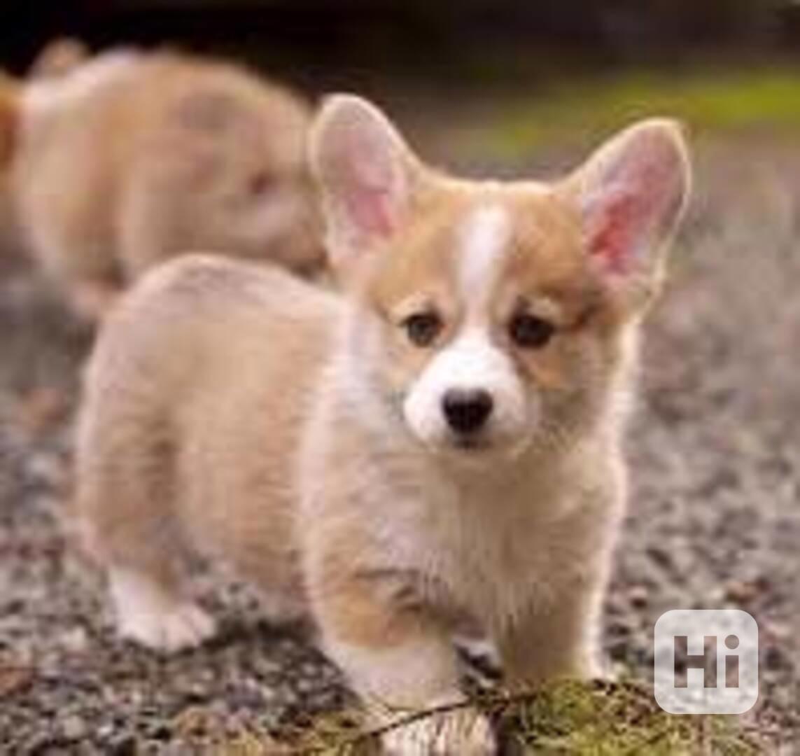 Prodám štěňata Welsh Corgi Pembroke - foto 1
