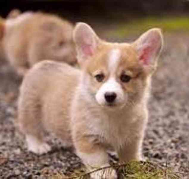 Prodám štěňata Welsh Corgi Pembroke - foto 1