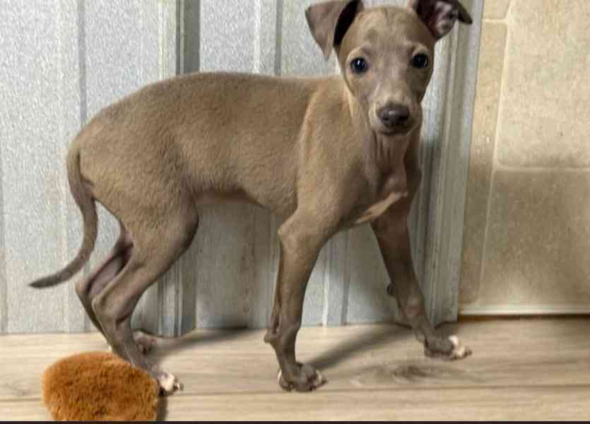 Rozkošná štěňata Italský Chrtík - foto 1