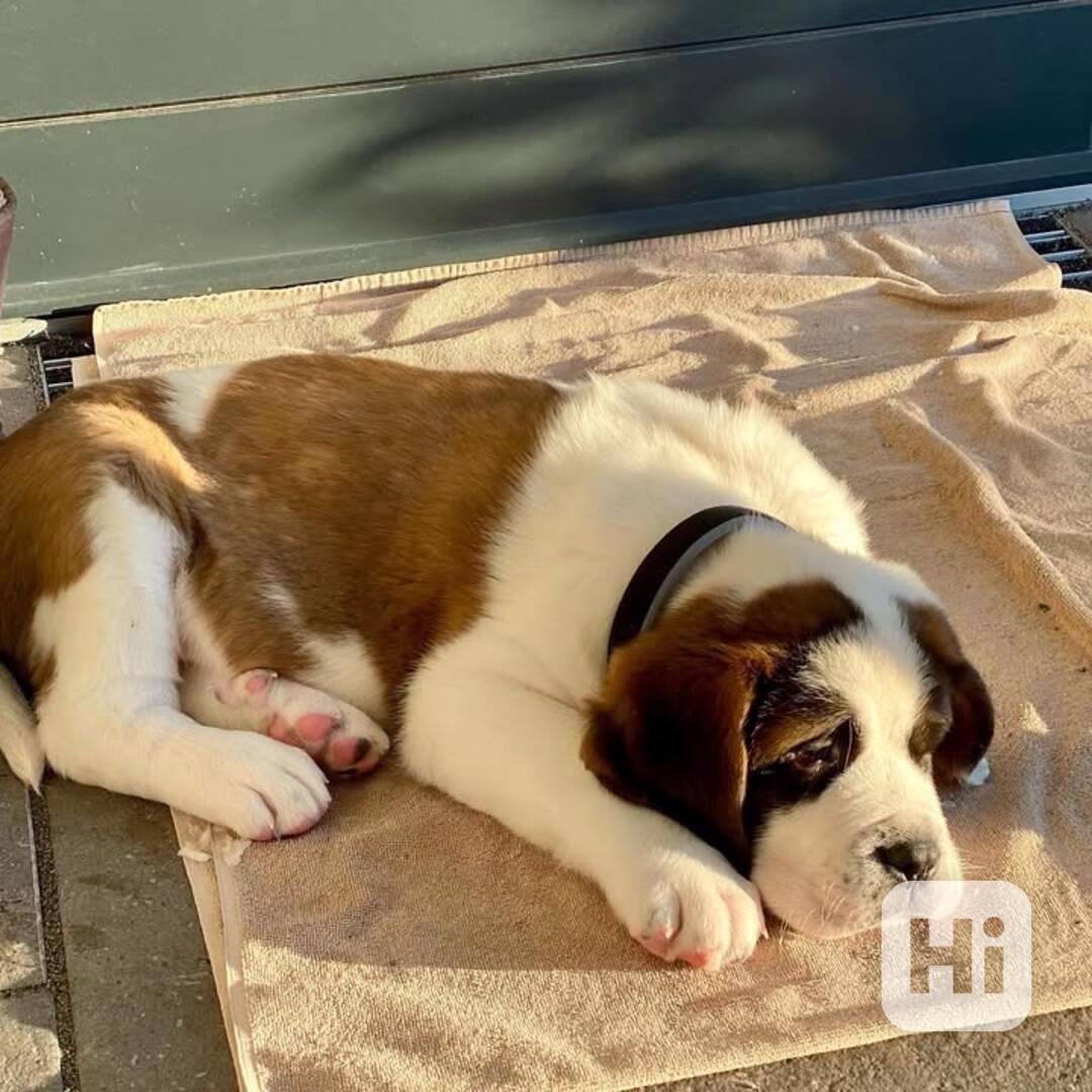 Adoptujte si ho, prosím - foto 1