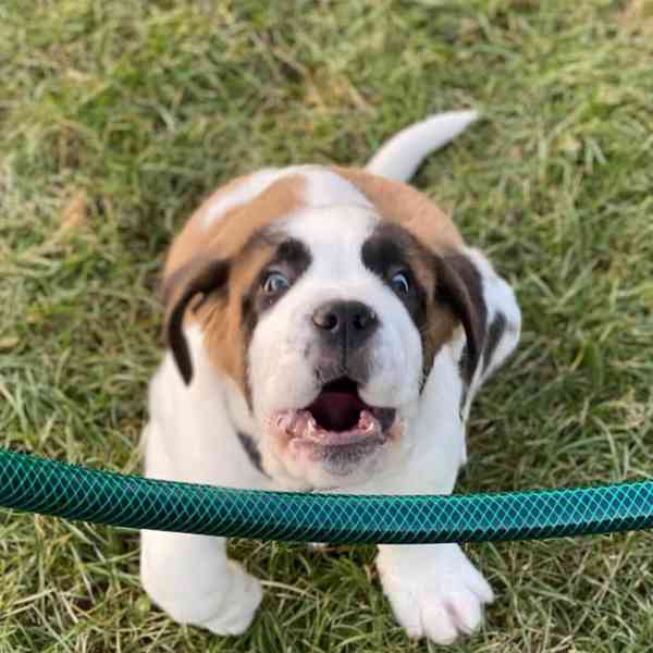 Adoptujte si ho, prosím - foto 2