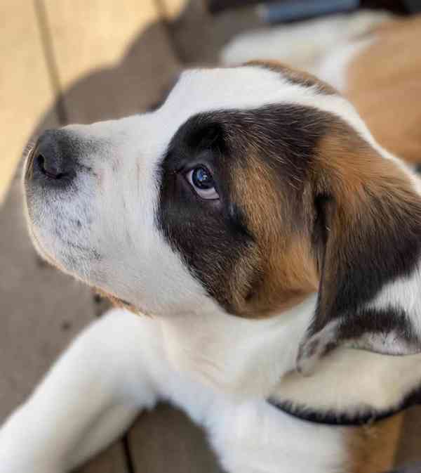 Adoptujte si ho, prosím - foto 4