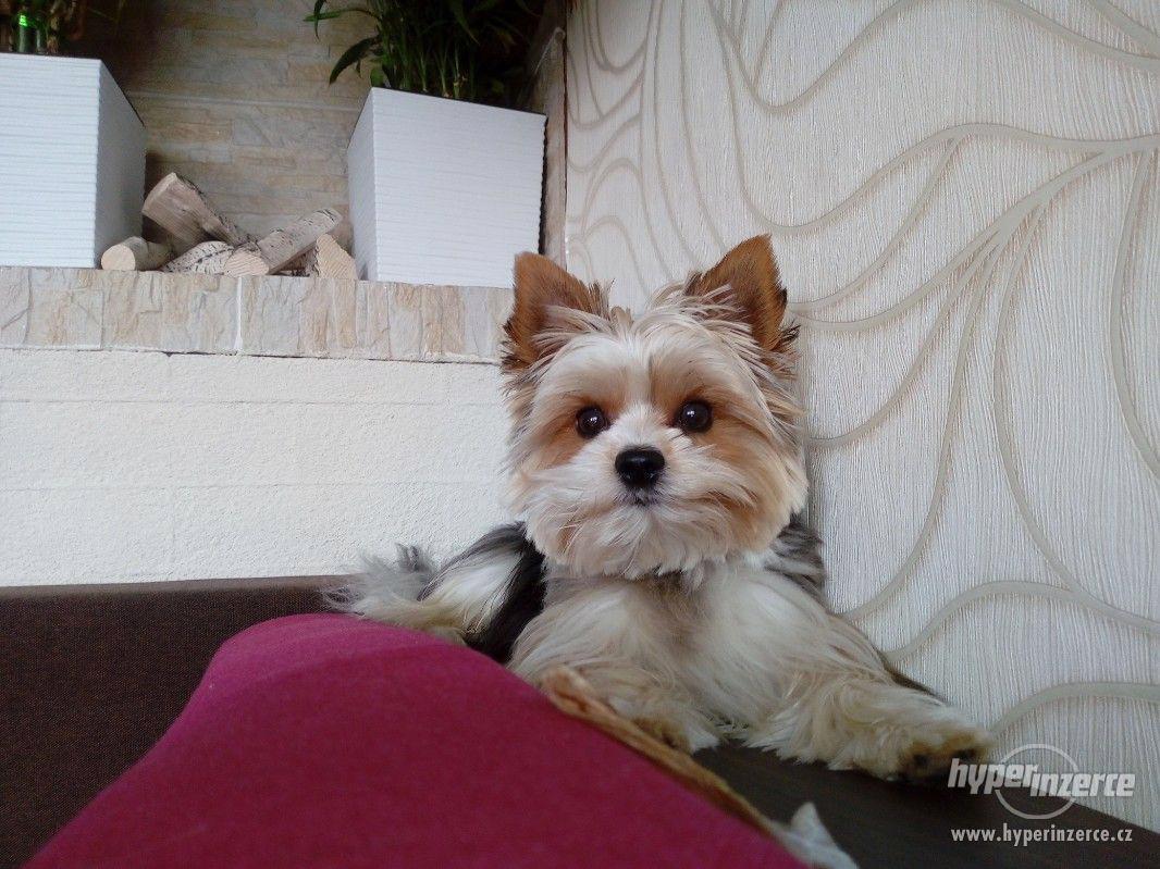 Biewer krytí. - foto 1