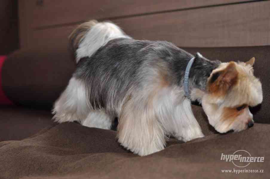 Biewer krytí. - foto 2