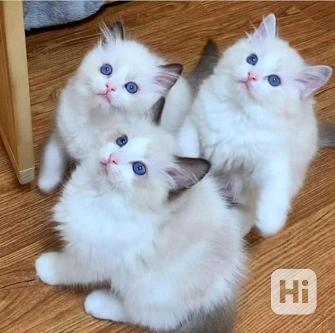 Koťátka plemene Ragdoll, - foto 1