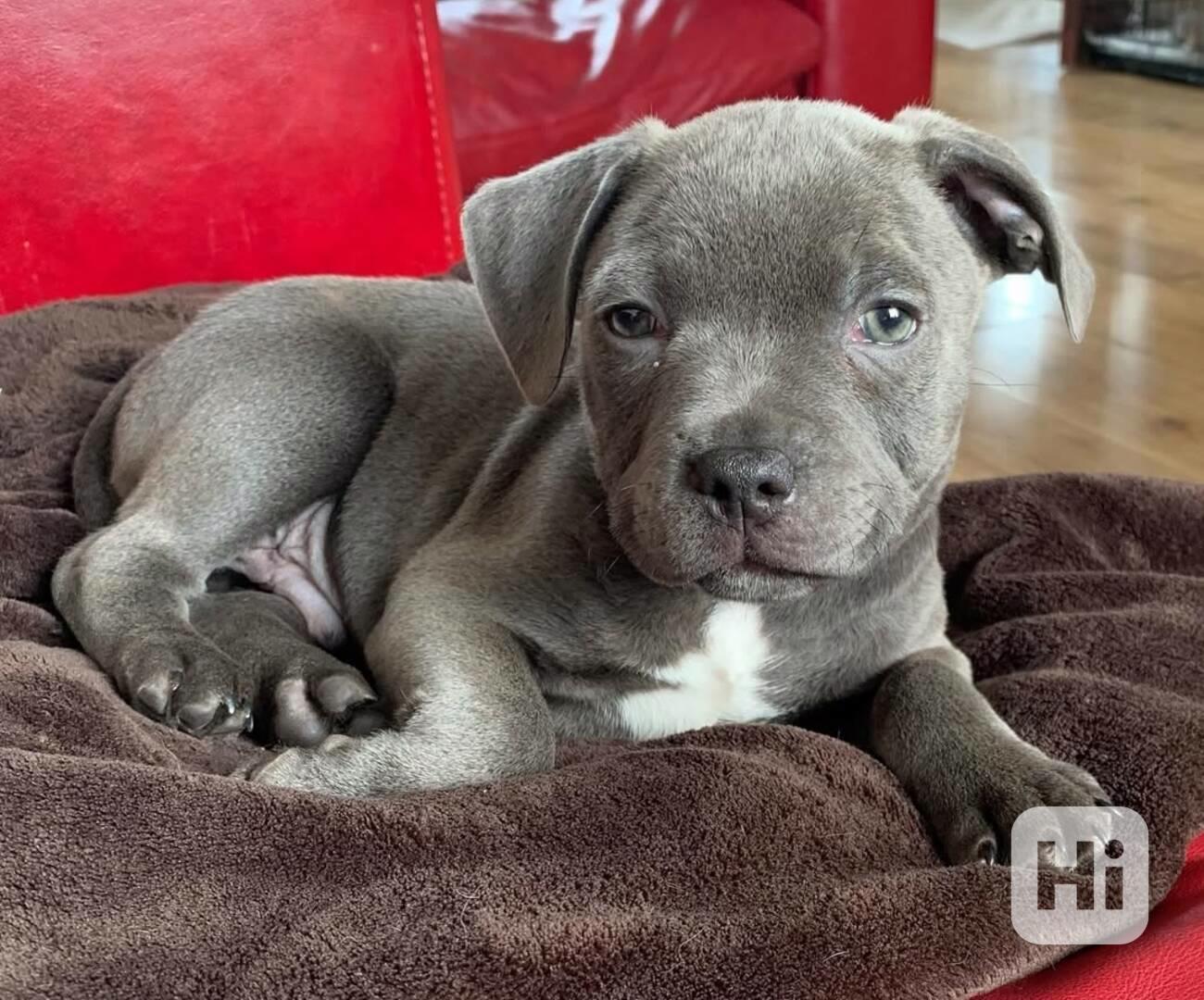 Štěňata stafordšírského teriéra - foto 1