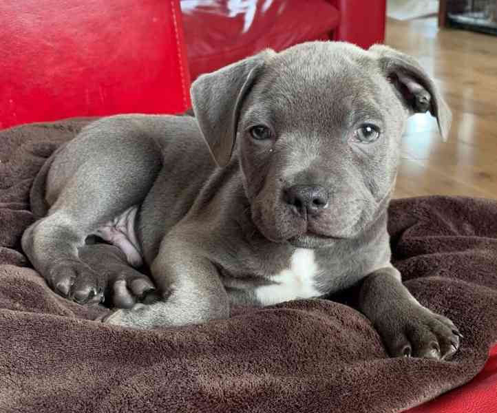 Štěňata stafordšírského teriéra - foto 1