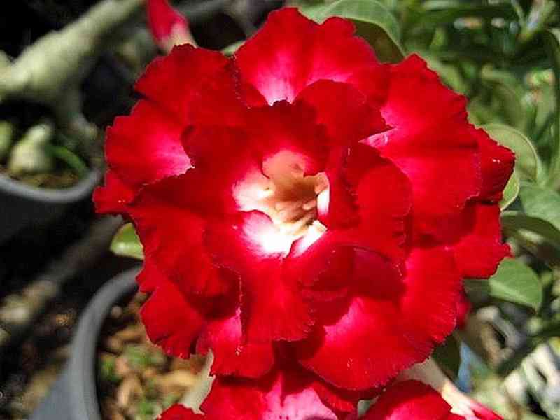 Adenium obesum 'aeksiam' - semena - foto 1