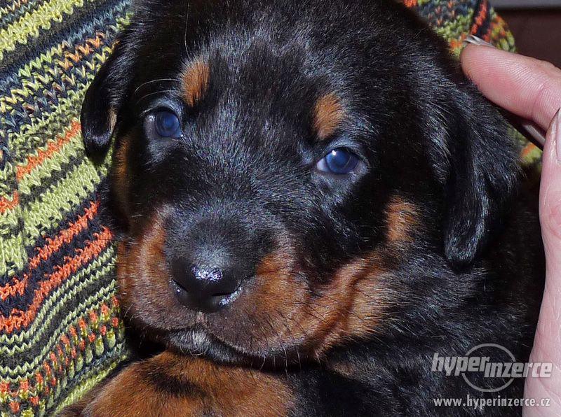 BEAUCERON-štěňata - foto 1