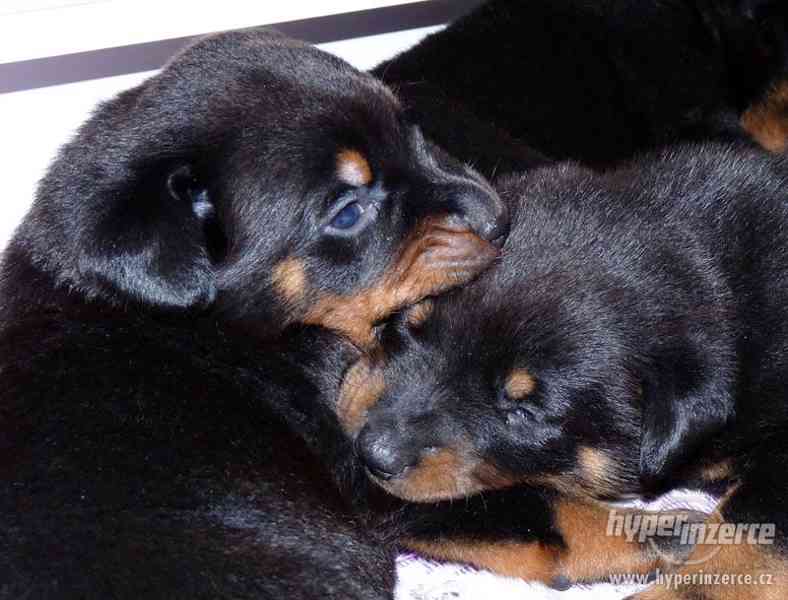 BEAUCERON-štěňata - foto 2