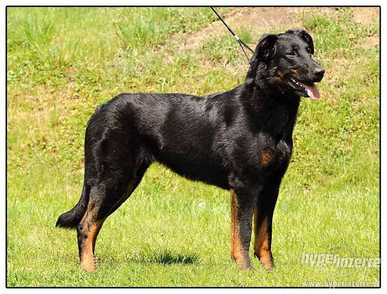 BEAUCERON-štěňata - foto 3
