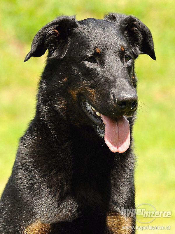 BEAUCERON-štěňata - foto 4