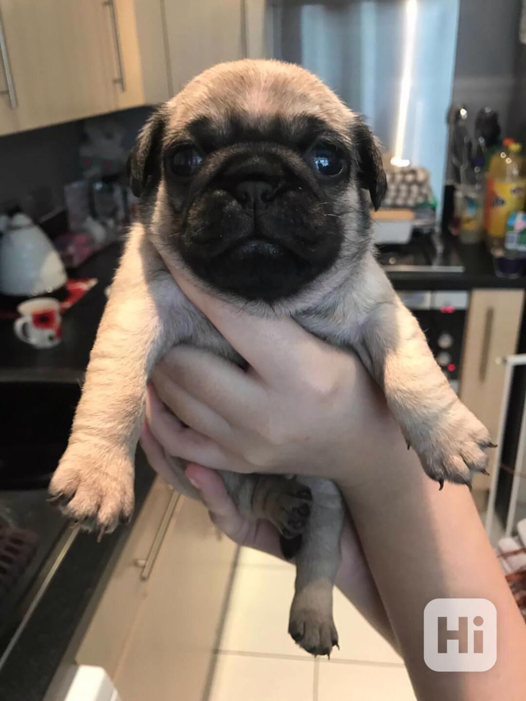 Rozkošná a milá malá mopsíčka pro vaši domácnost. - foto 1