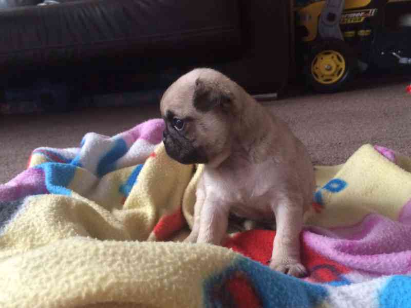 Rozkošná a milá malá mopsíčka pro vaši domácnost. - foto 2