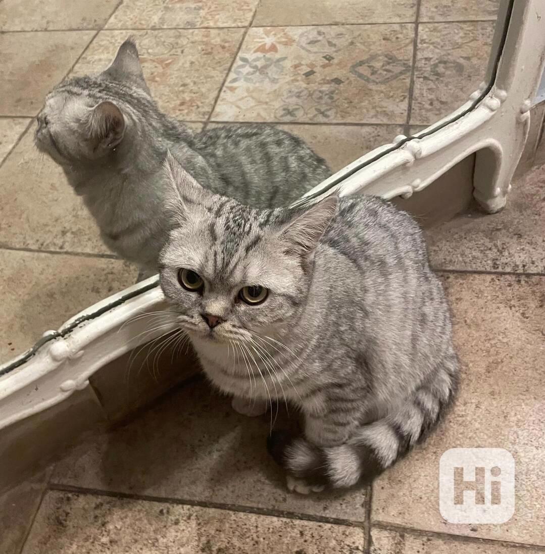 Britské koťátko - foto 1