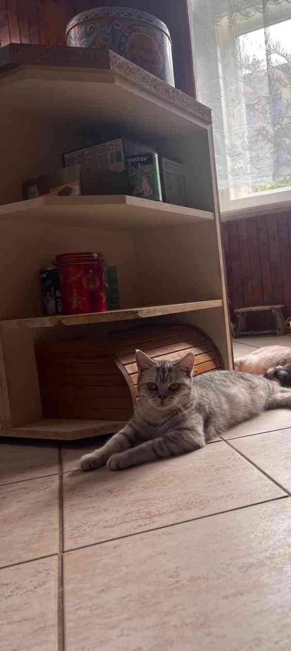 Britské koťátko - foto 2