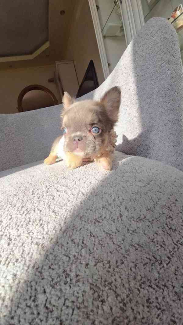 🐾 Štěňátko čivavy hledá nový domov plný lásky! 🐾 - foto 4