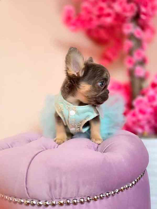 🐾 Štěňátko čivavy hledá nový domov plný lásky! 🐾 - foto 3