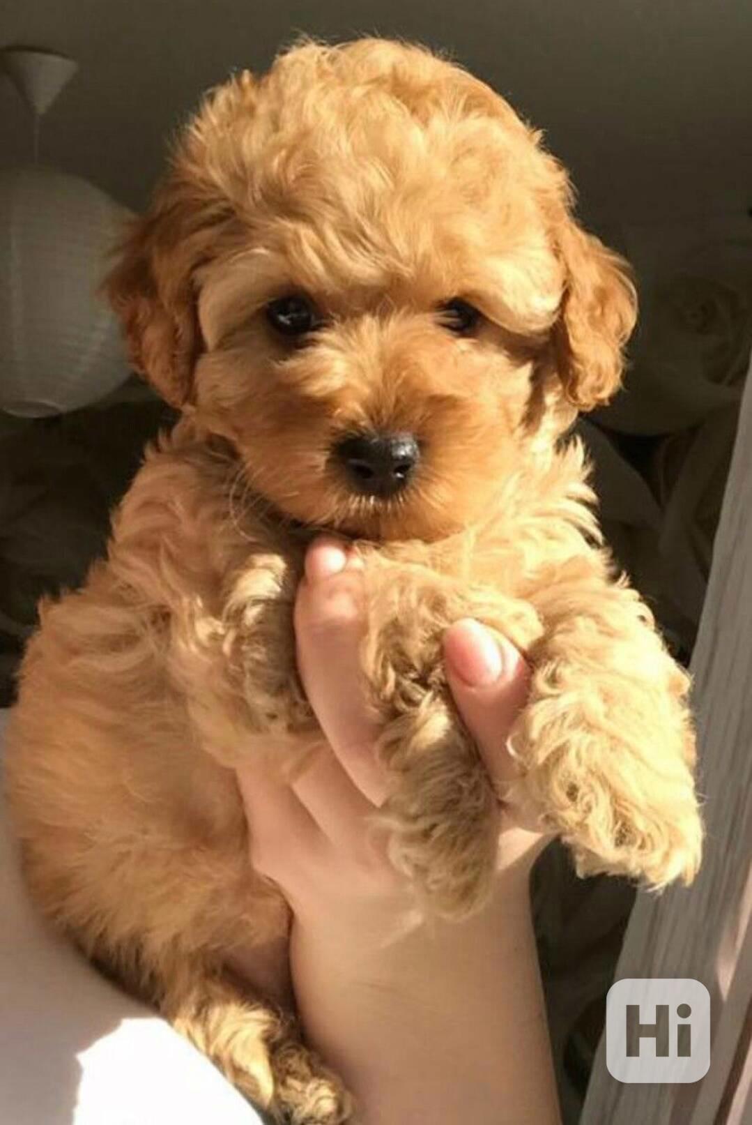 Štěňata čistokrevného pudla - foto 1