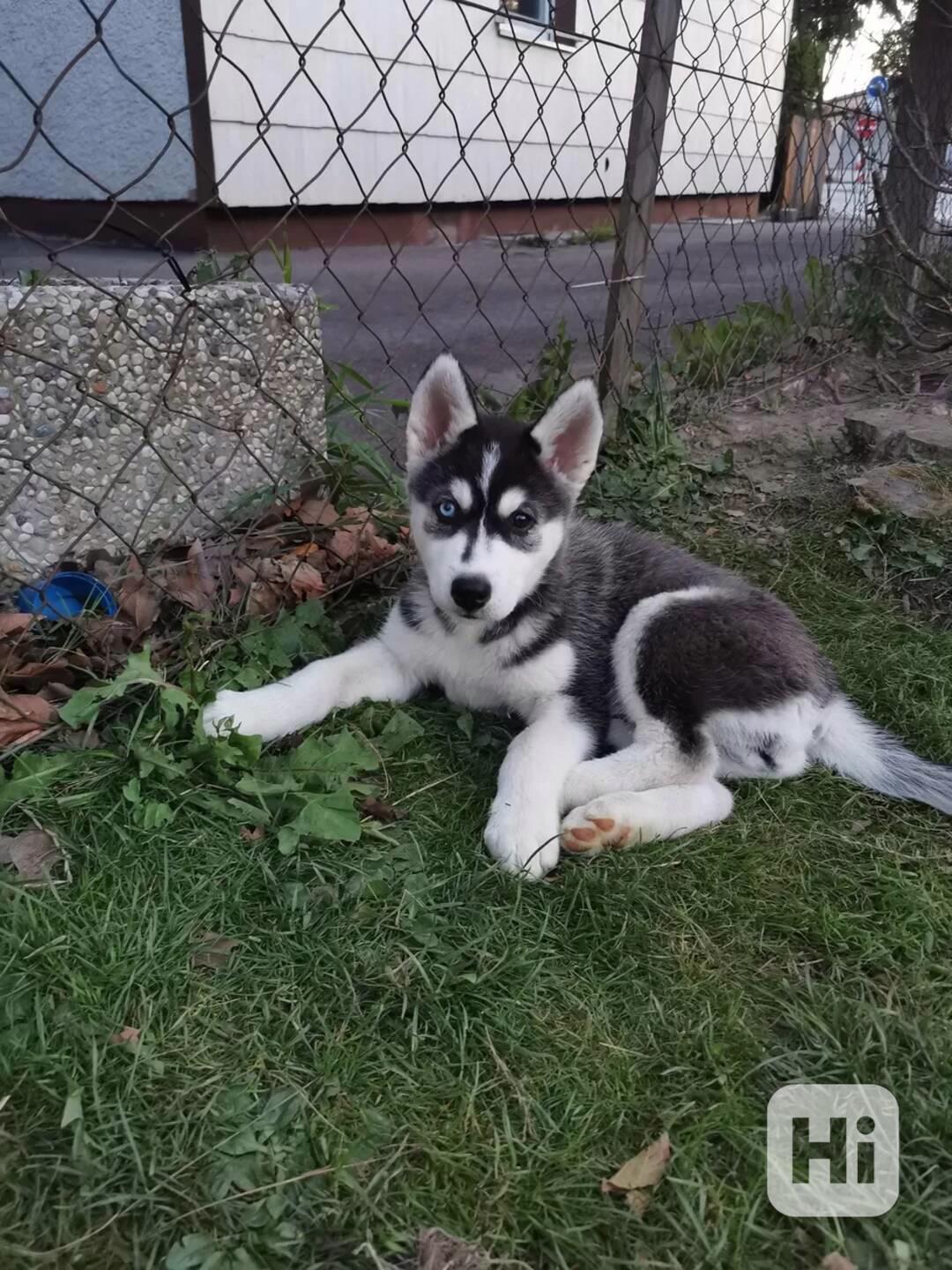 Sibiřský husky/sibiřský hasky - foto 1