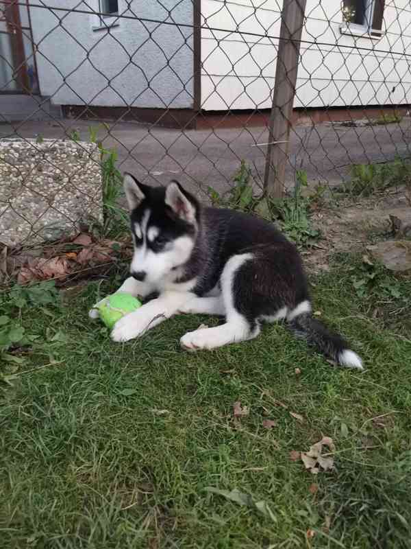 Sibiřský husky/sibiřský hasky - foto 5