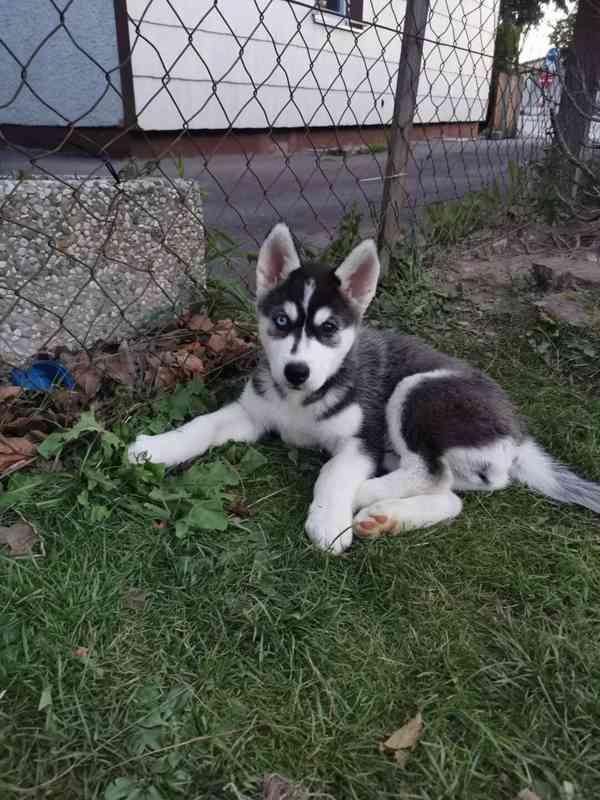 Sibiřský husky/sibiřský hasky - foto 1