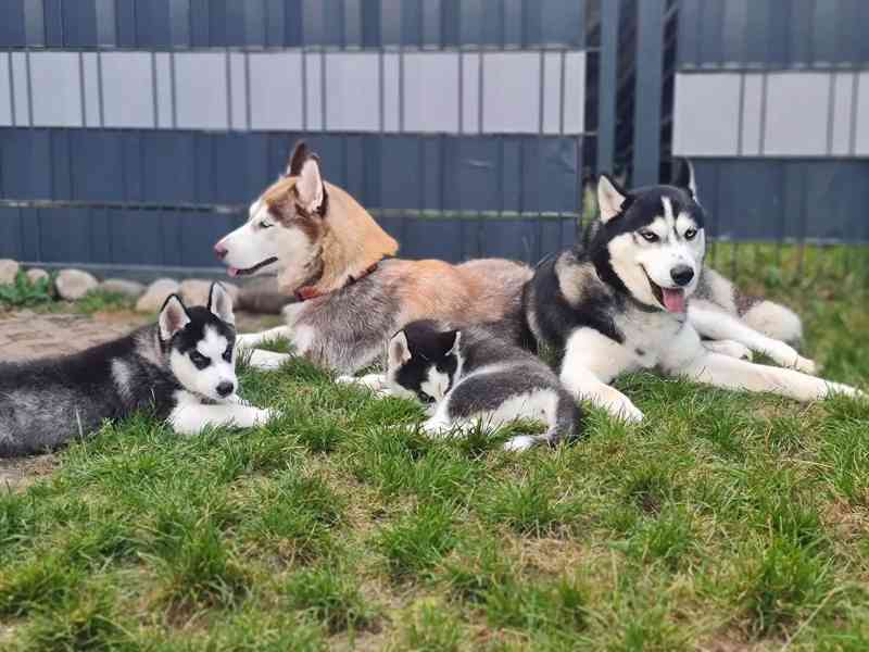 Sibiřský husky/sibiřský hasky - foto 4