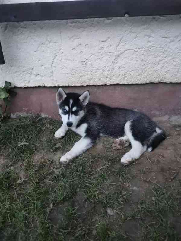 Sibiřský husky/sibiřský hasky - foto 3