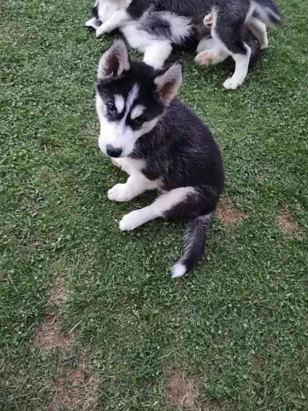 Sibiřský husky/sibiřský hasky - foto 2