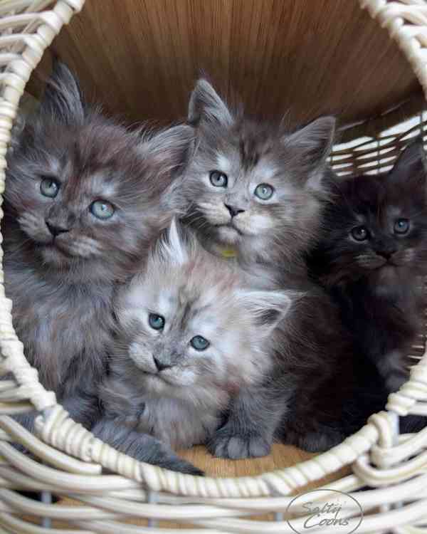 Krásné a načechrané Mainská mývalí koťata - foto 1
