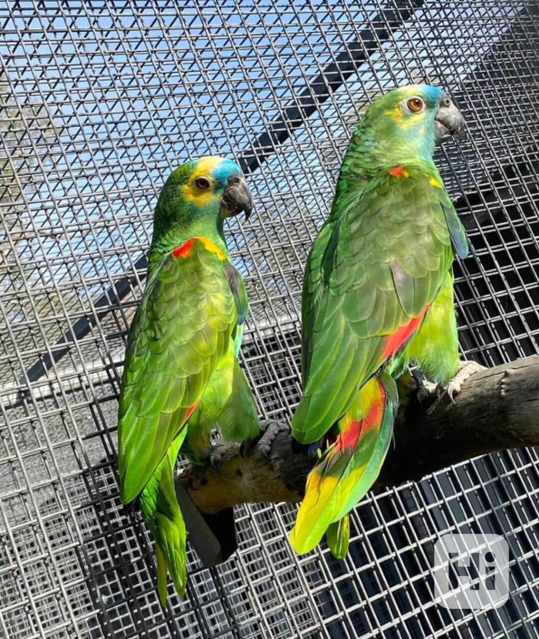 Pořiďte si tyto rozkošné amazonské papoušky za neuvěřitelně  - foto 1