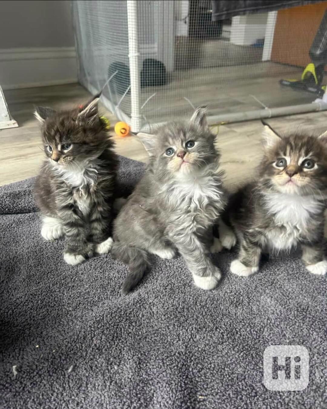 Přátelská koťátka Mainské mývalí kočky k adopci. - foto 1