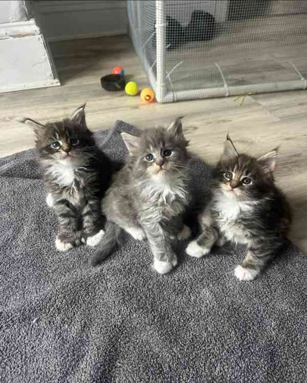 Přátelská koťátka Mainské mývalí kočky k adopci. - foto 3