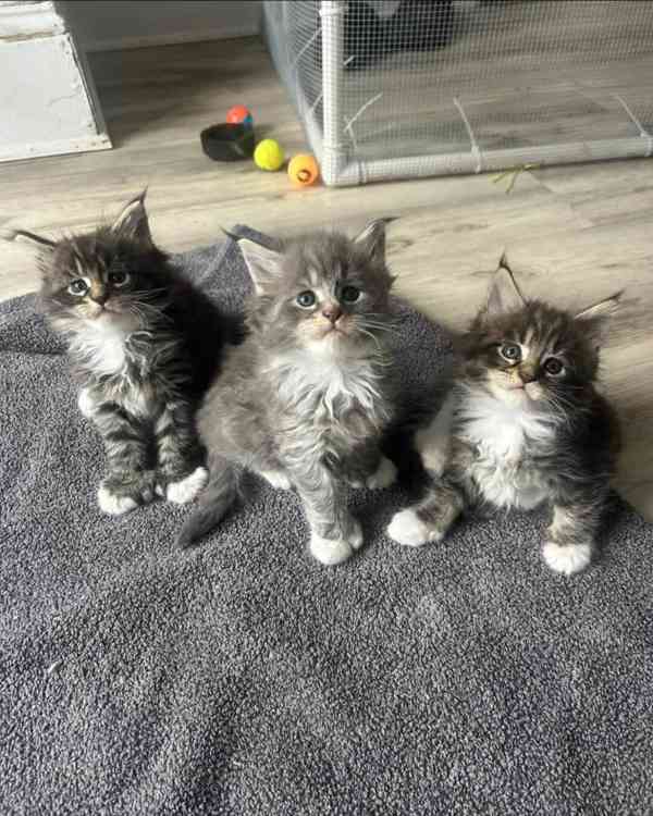 Přátelská koťátka Mainské mývalí kočky k adopci. - foto 2